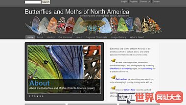 北美国收集和收集的蝴蝶和蛾
